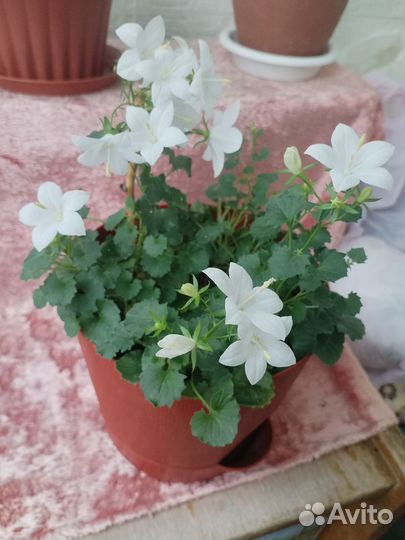 Цветок невеста