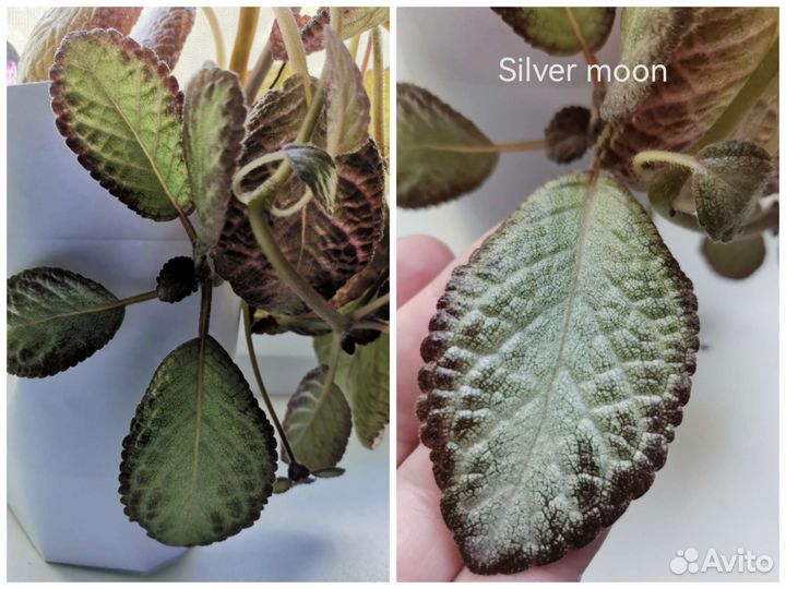 Эписции сортовые 9 видов