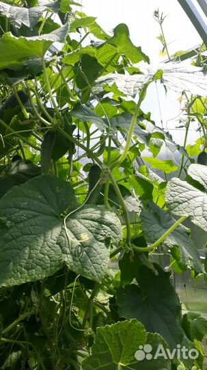 Продукты питания