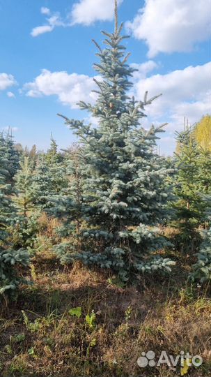 Ель голубая крупномер