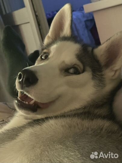 Сибирский хаски