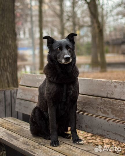 Собака в добрые руки