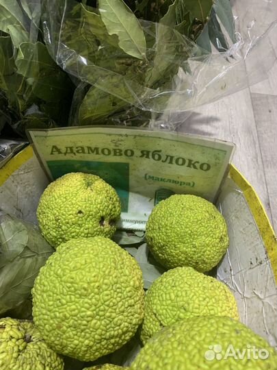 Адамово яблоко