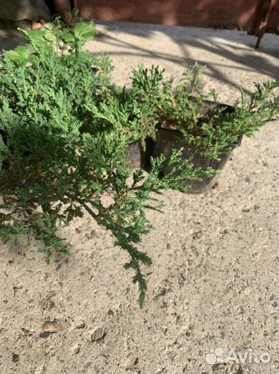 Саженцы можжевельника