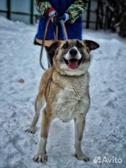 Батошка ищет дом