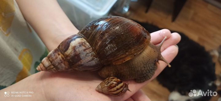 Малыши улитки Ахатины