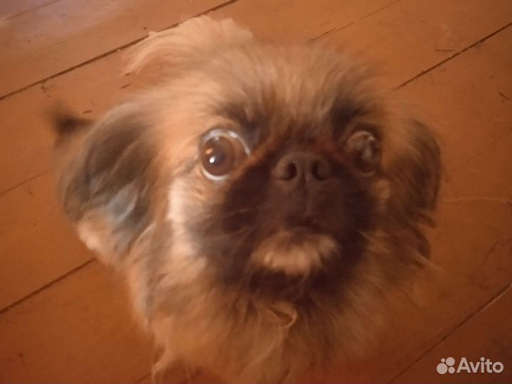Щенки пекинеса