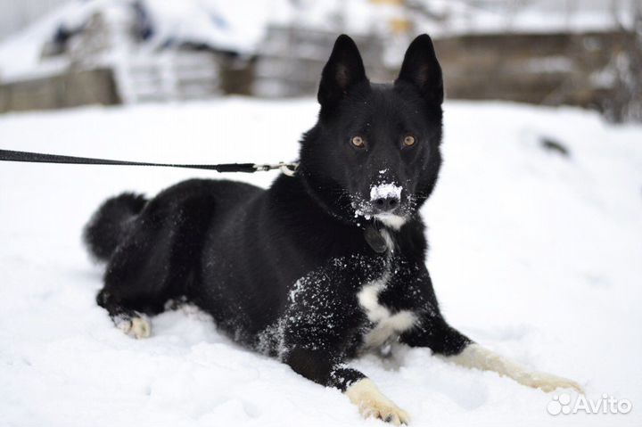 Собака в добрые руки