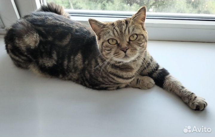 Кошка скоттиш-страйт