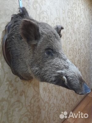 Чучело головы кабана