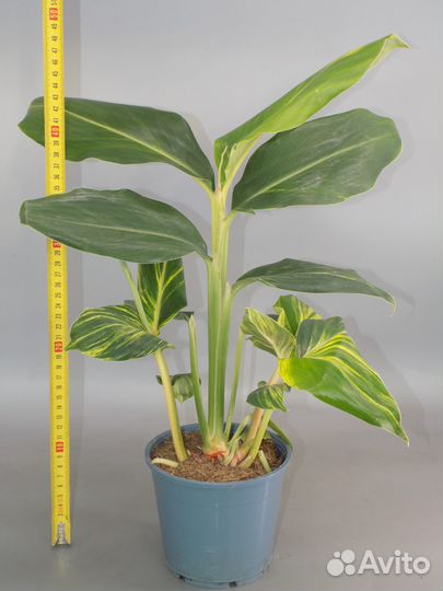 Альпиния 14*40