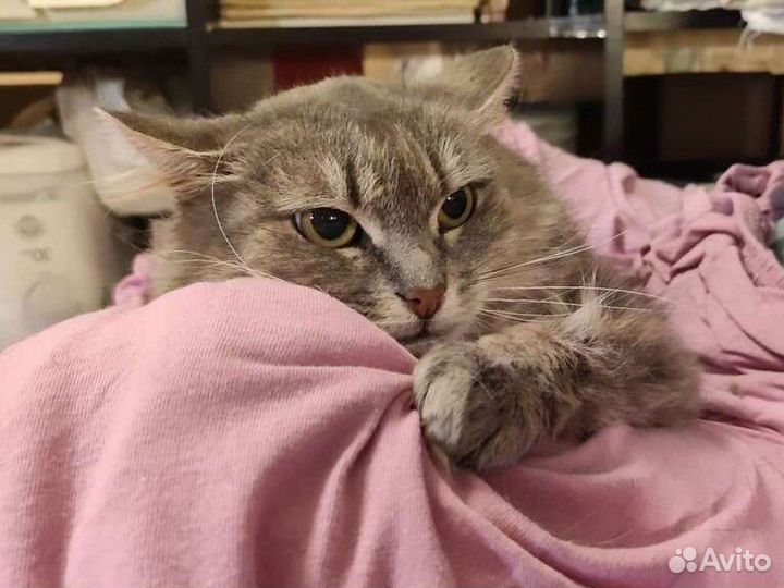 Кошка Юта из приюта