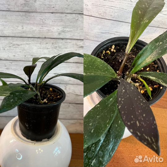 Хойи, непентесы