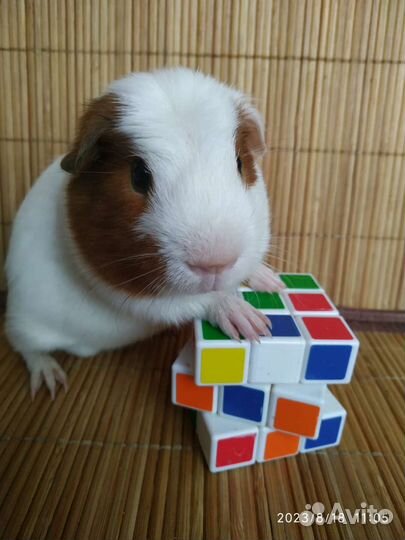 Морская свинка Цветной английский крестед