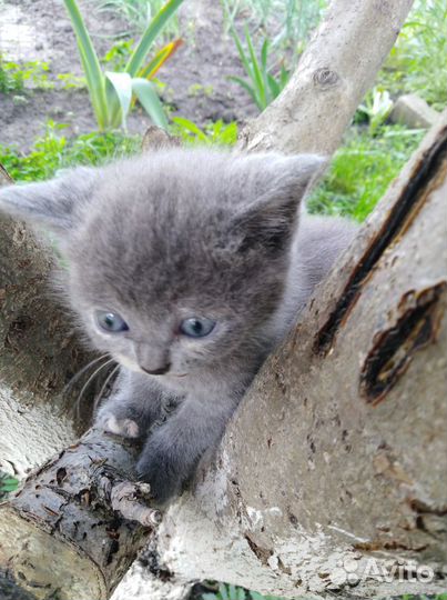 Серенькая кошечка