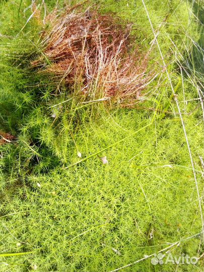 Мох строительный