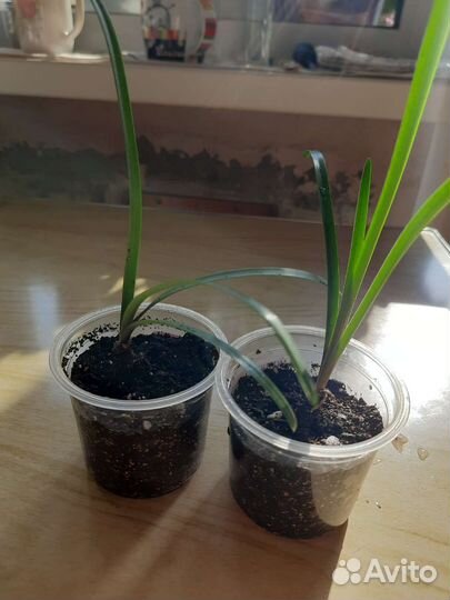 Зефирантес выскочка