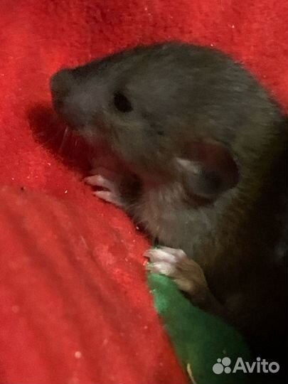 Крысята дамбо девочки и мальчики