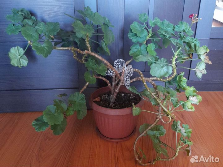 Пеларгония герань