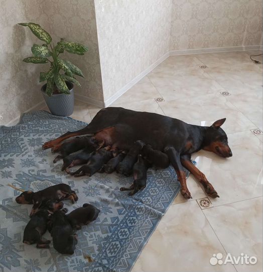 Щенки добермана