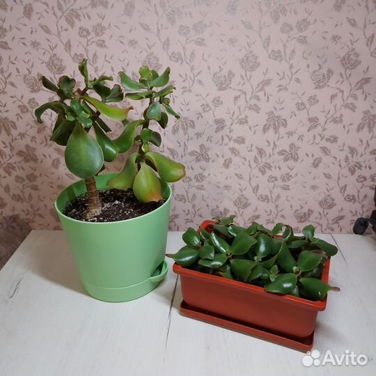 Толстянка волнистолистная, Денежное дерево