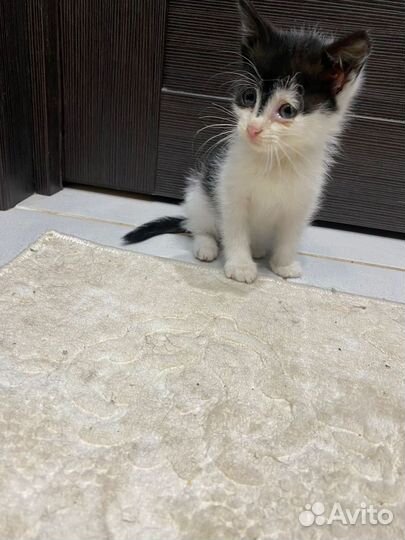 Котёнок девочка