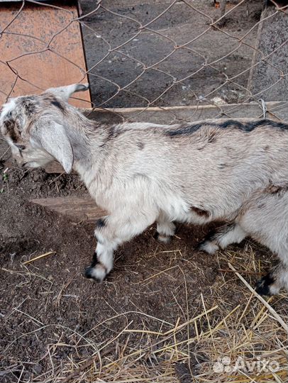 Коза дойная молочная и козлята