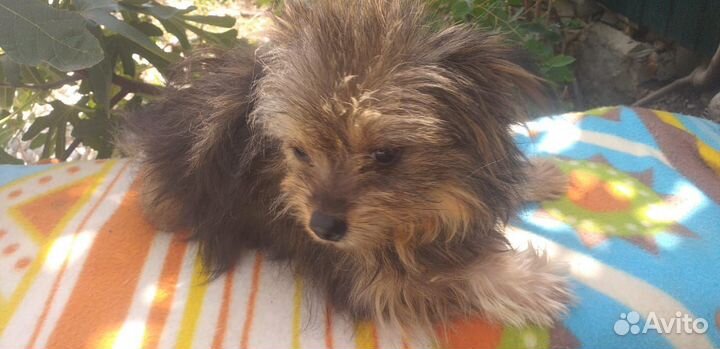 Йоркширский шпиц