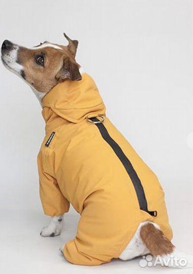 Дождевик Джек рассел сука Poroda store