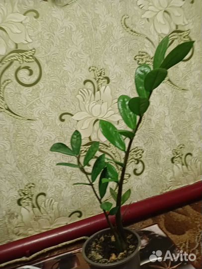 Замиокулькас