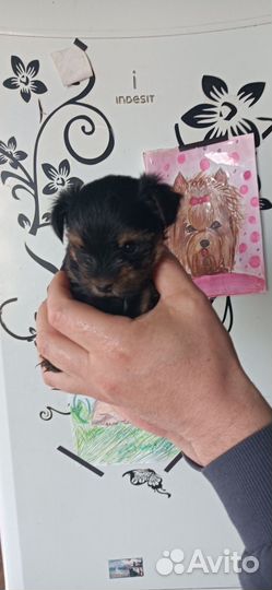 Йоркширский терьер