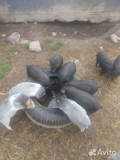 Вьетнамские вислобрюхие поросята