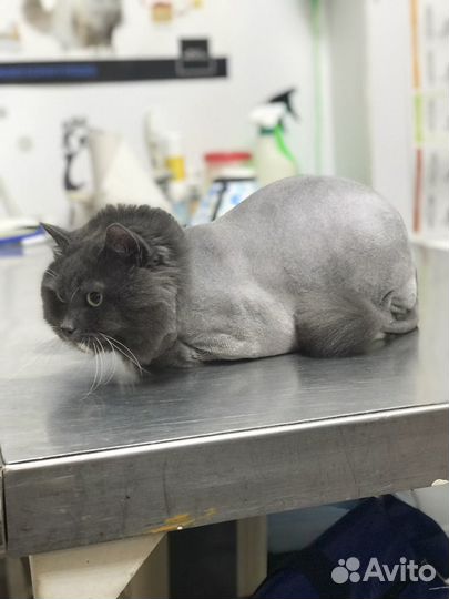 Стрижка кошек на дому, грумер, вычесать кота