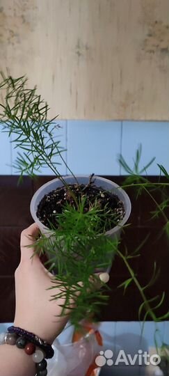 Аспарагус узколистный