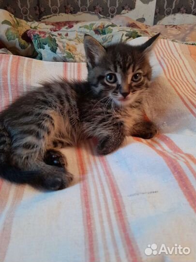Котята в добрые руки бесплатно