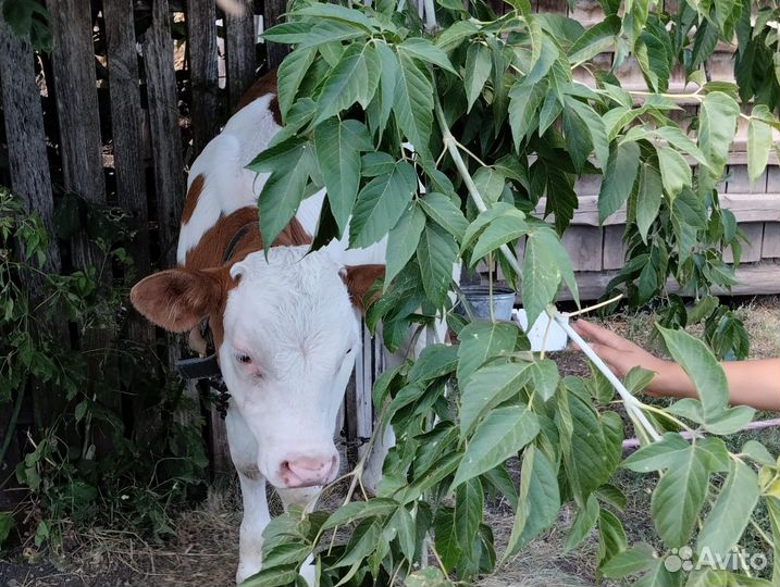 Бычки телята