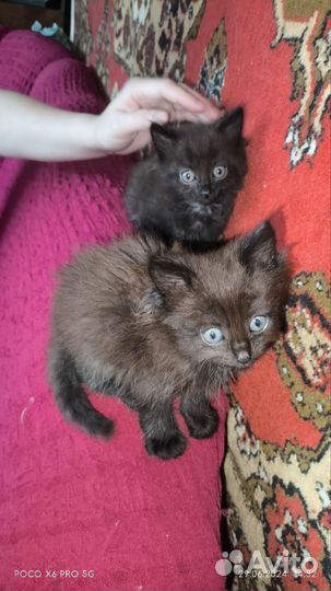 Черная кошка