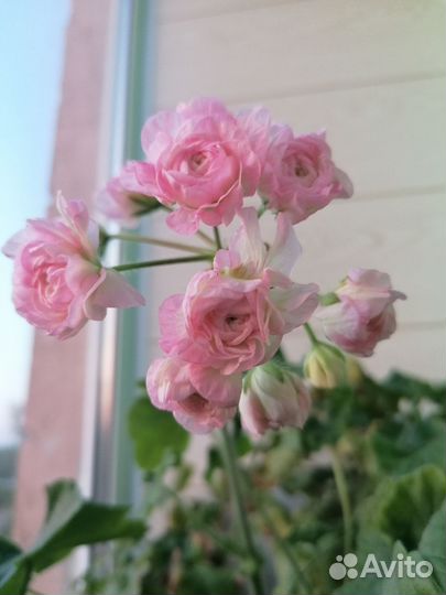 Пеларгония та Эммануэль