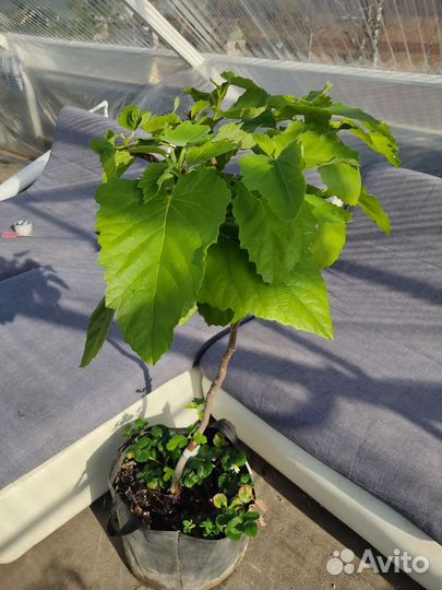 Инжир на штамбе 130см, крупномер