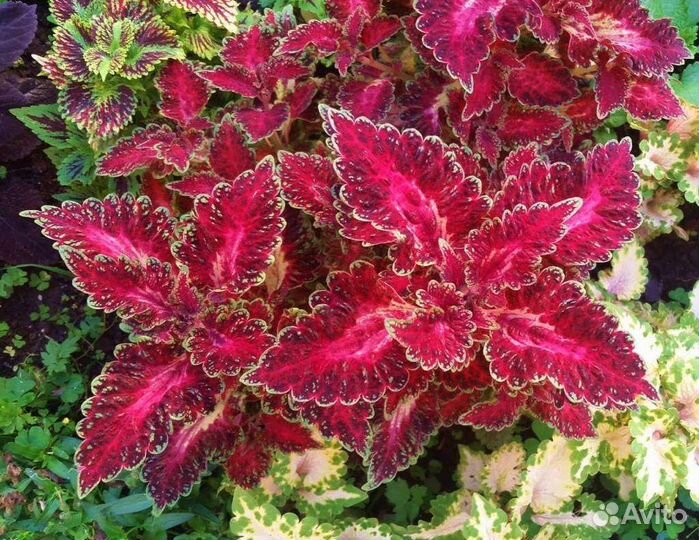 Колеусы рассада