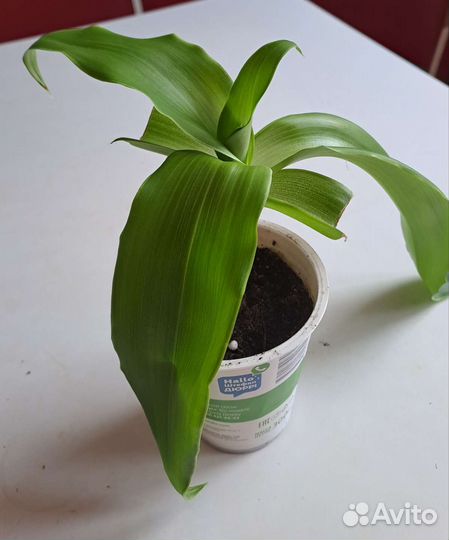 Растение золотой ус