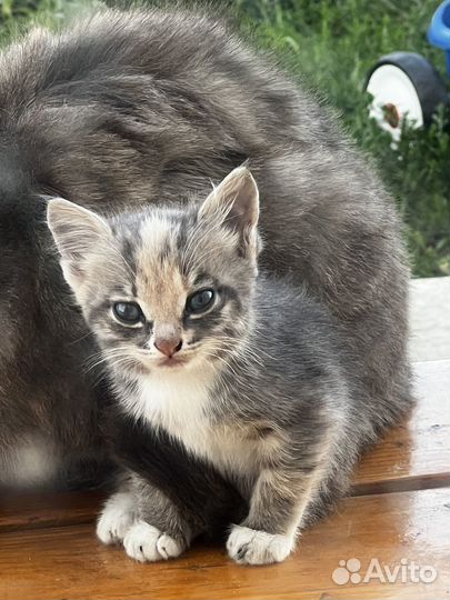 Котенок-девочка в добрые руки