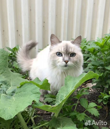 Кошечка в добрые руки