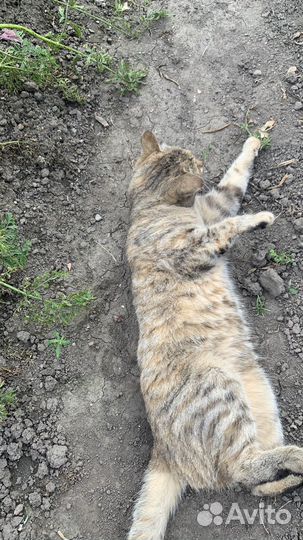 Отдам кошку в добрые руки