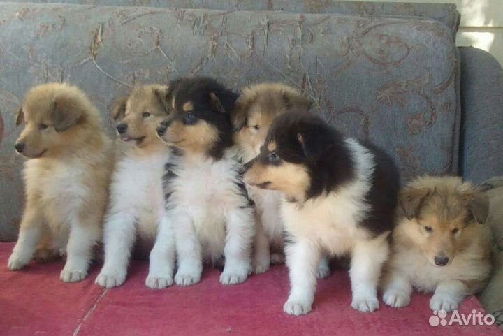 Колли