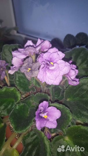 Сортовые фиалки