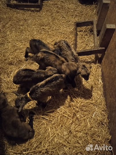 Козлята Альпо-Чехи