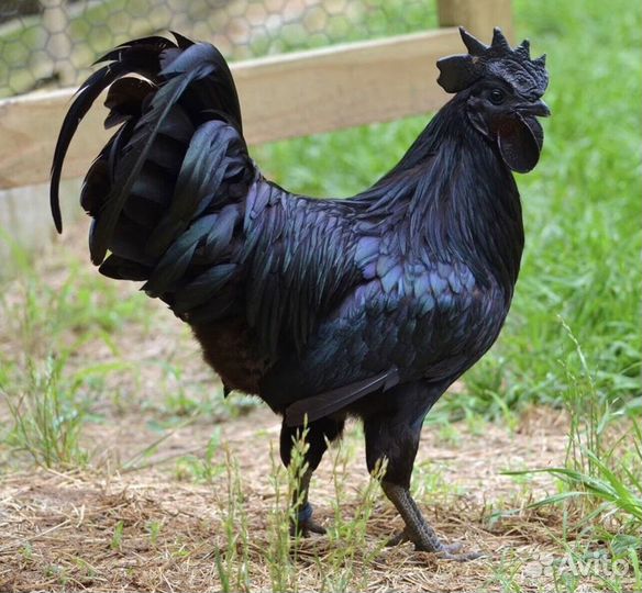 Петух Ухеилюй