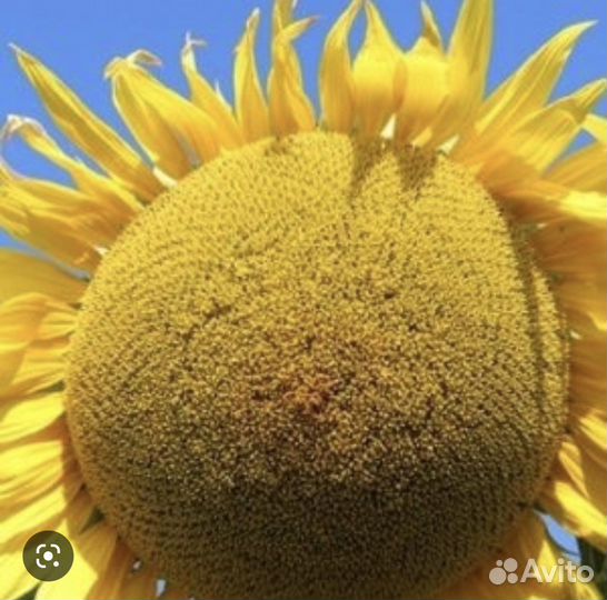 Ранеспелый гибрид подсолнечника Иван Иваныч A-F