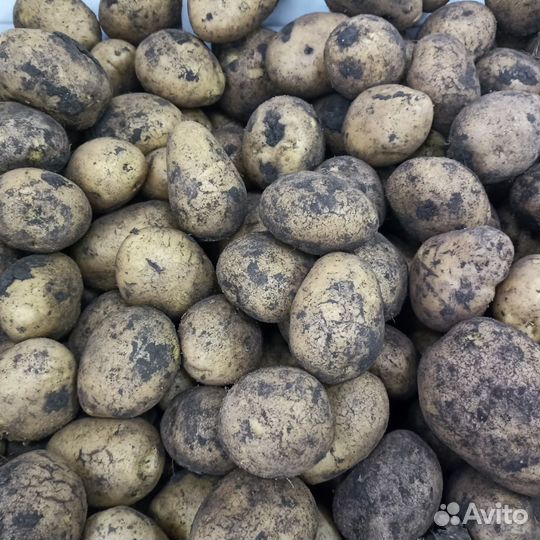 Картофель с доставкой